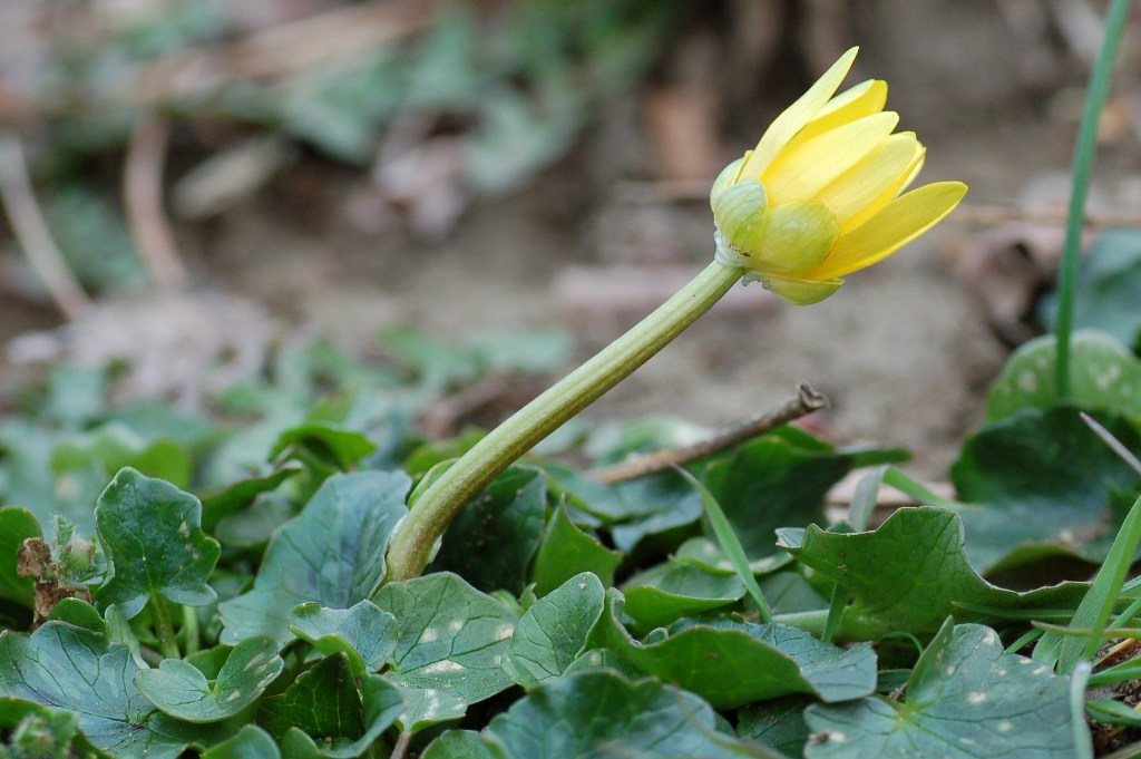 Ficaria verna (ex Ranunculus ficaria)